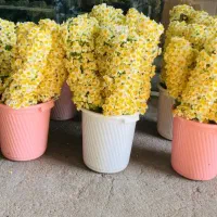 فروش گل طبیعی ارگانیک تازه(فعلاًنرگس شیراز موجود)