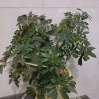 گل طبیعی