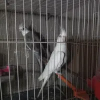 دوجفت عروس هلندی به شرط