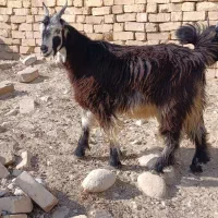 کهره بز میش
