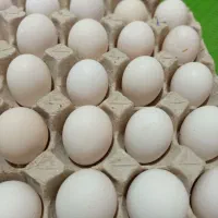 تخم مرغ محلی