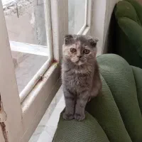 اسکاتیش پرشین