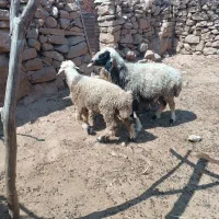میش دو قلوزا و بره نر