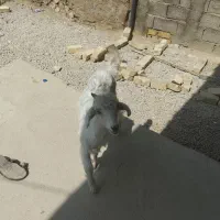 کهره