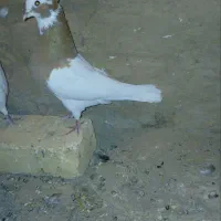 طوقی نر