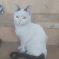 گربه پیدا شده