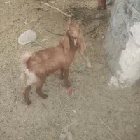 چپشت|حیوانات مزرعه|قلعه گنج, |دیوار