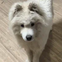 سگ ساممویید