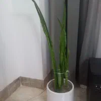 گل سانسوریا