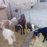 یک نربزجوان ۴دندان حدود۶۳کیلو|حیوانات مزرعه|هرسین, |دیوار