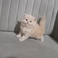 اسکاتیش پرشین کلاسیک