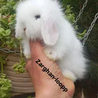 خرگوش لوپ ترکیش (زرقان)