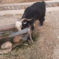 ۲ راس چپش تگه شهرکردی