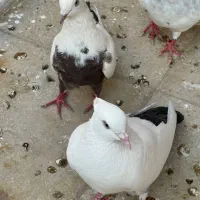 کفتر گولاخ