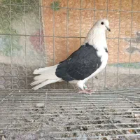 نر دوکت پرشی|پرنده|اصفهان, شاهد|دیوار