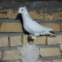 کفتر کبوتر سرور کاکلی|پرنده|شیراز, شاهچراغ|دیوار