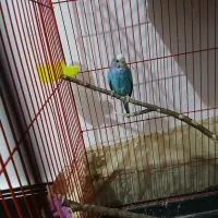 سه عدد مرغ عشق|پرنده|کوه چنار, |دیوار