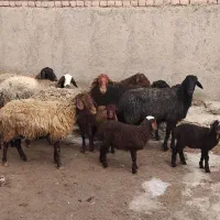 گوسفند میش بره معاوضه با پراید روا وانت ۴۰۵ سمند و