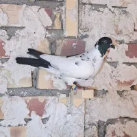 کانال قرعه کشی