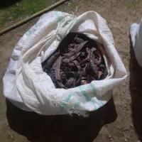 فرنگی للکی خوب|حیوانات مزرعه|گوراب زرمیخ, |دیوار