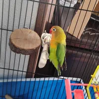 کوتوله برزیلی نر بالغ|پرنده|شاهین‌شهر, حافظ شمالی|دیوار