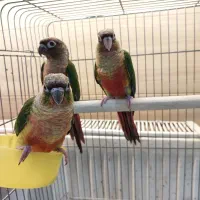 گرینچیک|پرنده|کرج, فاز ۳ گوهردشت|دیوار