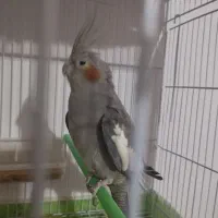 یک جفت عروش هلندی به شرط|پرنده|تربتحیدریه, اندیشه|دیوار