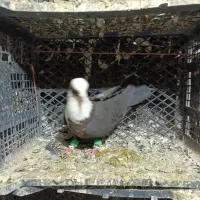 سه عده سر سفیده|پرنده|دشتابی, |دیوار