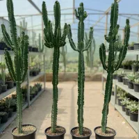 کاکتوس.نخل دفرمه.پریانوس . افربیا.سنپدرو