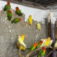 طوطی برزیلی