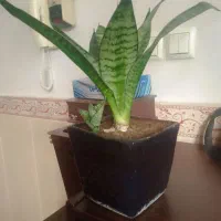 گل آپارتمانی