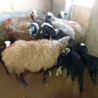 ۸راس شیشک بره دار