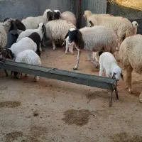 فروش نقدی جفتی ۴۶ تومن