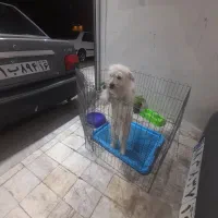 فوق العاده باهوش و حرف گوش کن