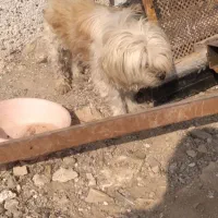 سگ پا کوتا ماده.|سگ|بشاریات, |دیوار