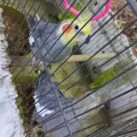 عروس هلندی مولد|پرنده|شاهین‌شهر, شهرک گلدیس|دیوار