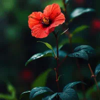 فروش سیم کارت