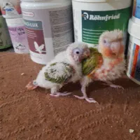 گرینچیک سرلاکی|پرنده|قم, باجک دو|دیوار