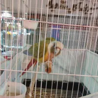 طوطی گیرینچیک مولد|پرنده|اسلامشهر, شهرک قائمیه|دیوار