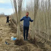 زود بازده ترین و اقتصادی ترین صنوبر جهان