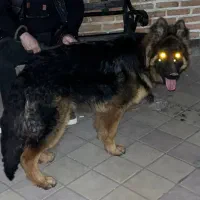 واگذاری ژرمن شپرد شولاین نر|سگ|اردبیل, |دیوار