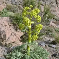 خریدار چوب هرس باغ