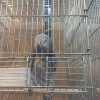 کاسکو سخنگو