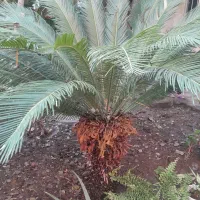 سیکاس پهن برگ درجه1 در سایز مختلف|گل و گیاه طبیعی|قائم‌شهر, |دیوار