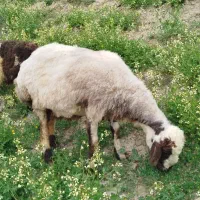 گوسفند جوان چاق بره دار