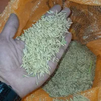 خرید و فروش جوب شالی برنج هاشمی