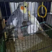 پرنده