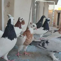 طوقی|پرنده|شیراز, انجیر|دیوار