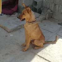 سگ ژرمن مالینویز