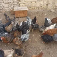 مرغ رسمی تخمگذار|پرنده|یزد, |دیوار